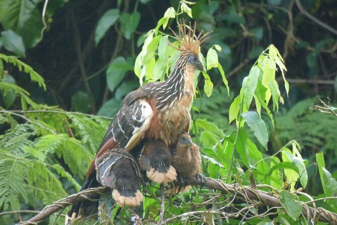 Manu National Park 4-Day Eco Tour from Cusco - Included Gear That Makes the Forest Easier