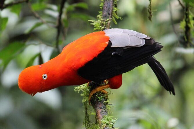 Manu National Park 4-Day Eco Tour from Cusco - The 4-Hour Transfer From Cusco Sets the Tempo