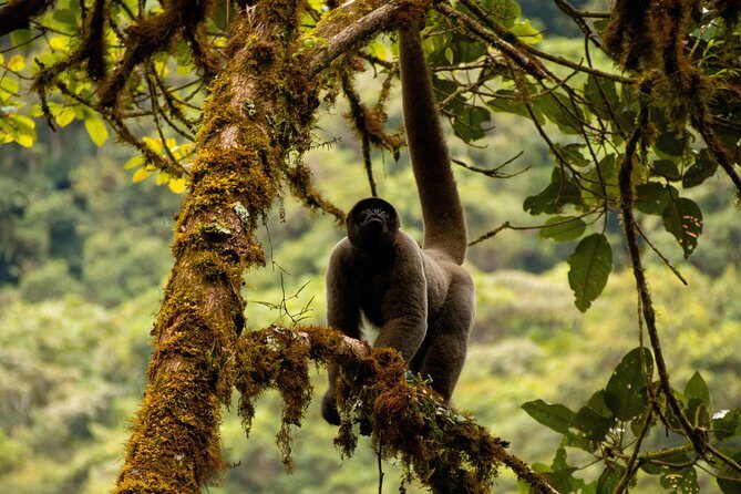 Manu National Park Tour 4days/3night - Hot springs after hiking: the smart reset you’ll appreciate later