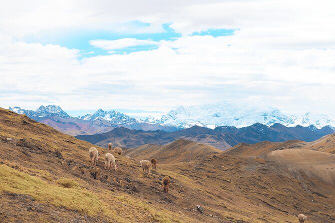 Palccoyo Rainbow Mountain Full Day Tour from Cusco - Pace, altitude support, and what to pack anyway
