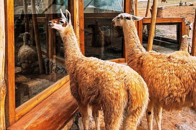 Quad bikes in Moray and Salineras and Picnic with llamas - Salineras de Maras: the pink salt pools at high altitude