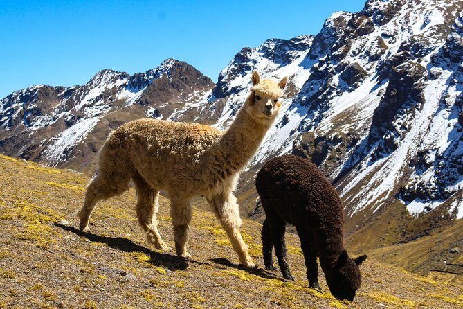 Rainbow Mountain in Cusco Full Day Tour - Road to Vinicunca: Why This Tour Works So Well