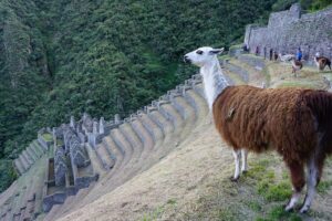 Short Inca Trail to Machu Picchu - 2 days - Glamping Service - Day 2: sunrise setup in Aguas Calientes and your private 2.5-hour Machu Picchu walk