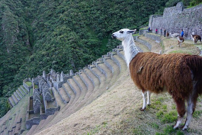 Short Inca Trail to Machu Picchu - 2 days - Glamping Service - Day 2: sunrise setup in Aguas Calientes and your private 2.5-hour Machu Picchu walk