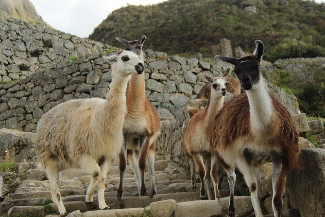 Short Inca Trail to Machu Picchu With Hotel 2D-1N - Overnight in Aguas Calientes: your reset button before sunrise