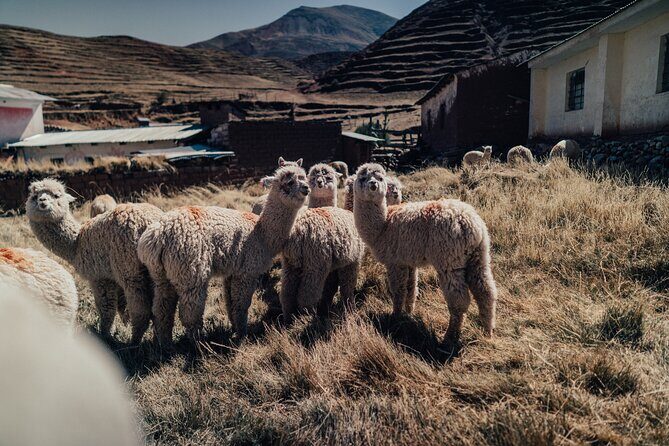Small-Group 3-day Cusco Tour to Sacred Valley, Machu Picchu & Rainbow Mountain - Maras Salt Mines and Urubamba Lunch: Stop for the Stories