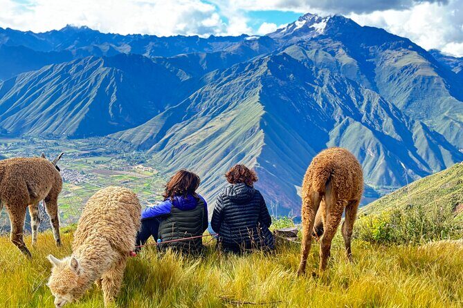 the best sacred valley tour: walk with Alpacas,culture experience - The Alpaca Walk: A Calm, Hands-On Break