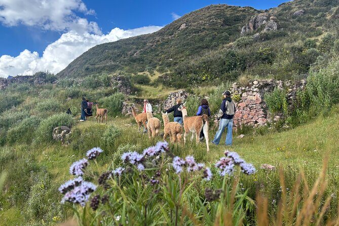 the best sacred valley tour: walk with Alpacas,culture experience - Price and Value: What $128 Really Buys