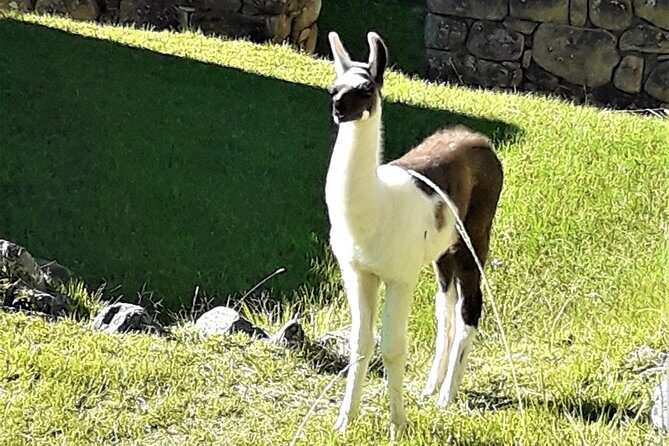 Ultimate Lares Trek & Inca Trail 5 days - Day 4: Train along the Urubamba River, Chachabamba ruins, and the first Sun Gate glimpse