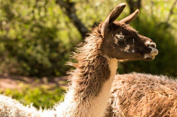 VIP Best Wildlife Tour in Cusco Official Cochahuasi Sanctuary® - Key things that make this VIP Cochahuasi tour special