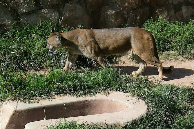 VIP Best Wildlife Tour in Cusco Official Cochahuasi Sanctuary® - Feeding llamas, alpacas, macaws, and tortoises: the fun part with real rules