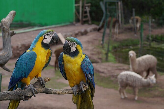 VIP Best Wildlife Tour in Cusco Official Cochahuasi Sanctuary® - Price and value: what $32.90 covers (and why it feels fair)