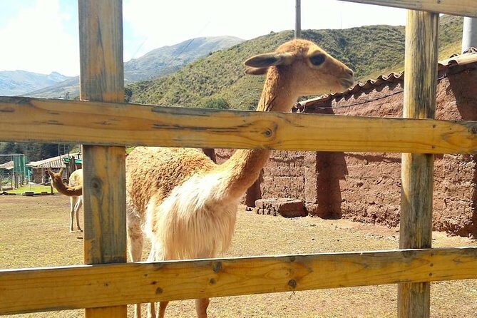 VIP Best Wildlife Tour in Cusco Official Cochahuasi Sanctuary® - Who this VIP tour is best for
